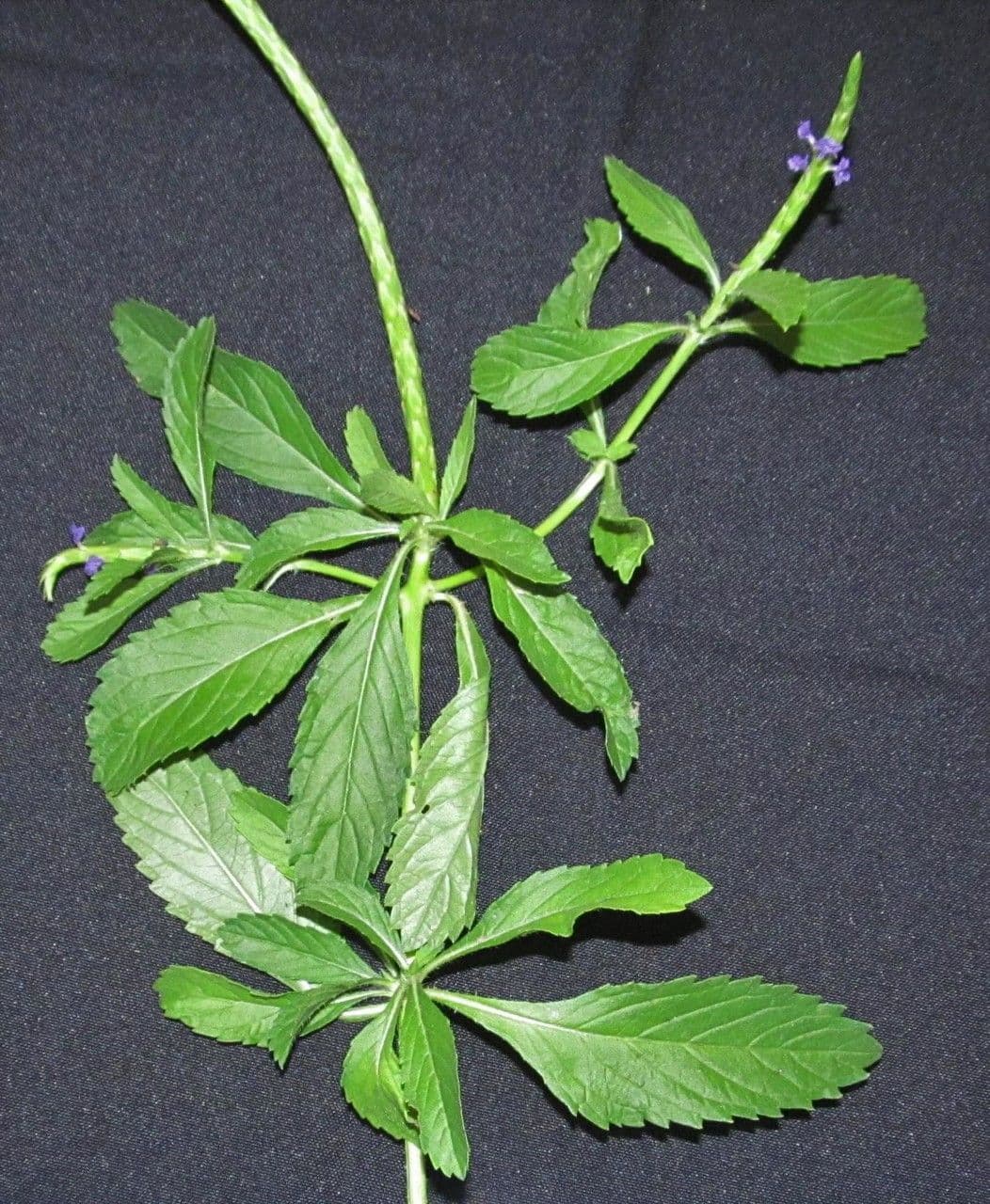 Stachytarpheta 12