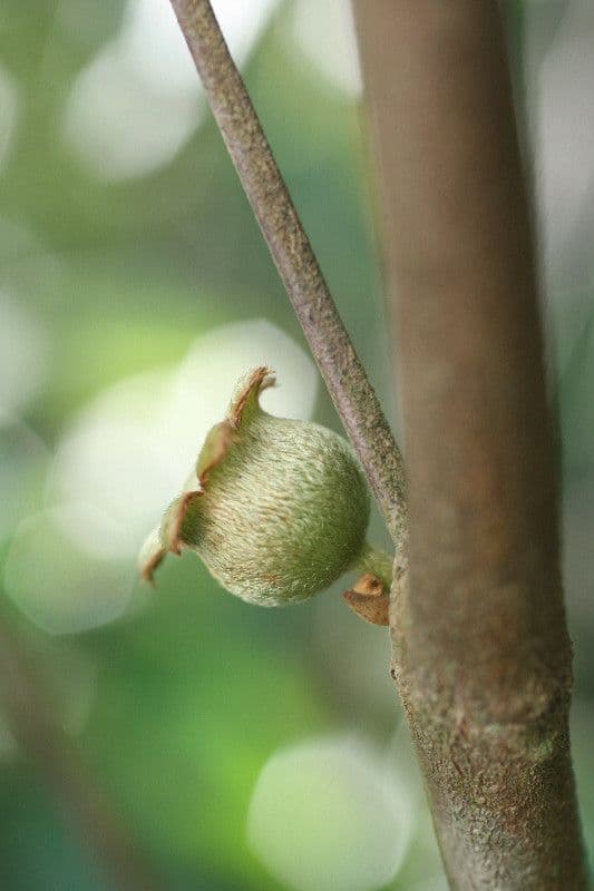 Bellucia grossularioide 6