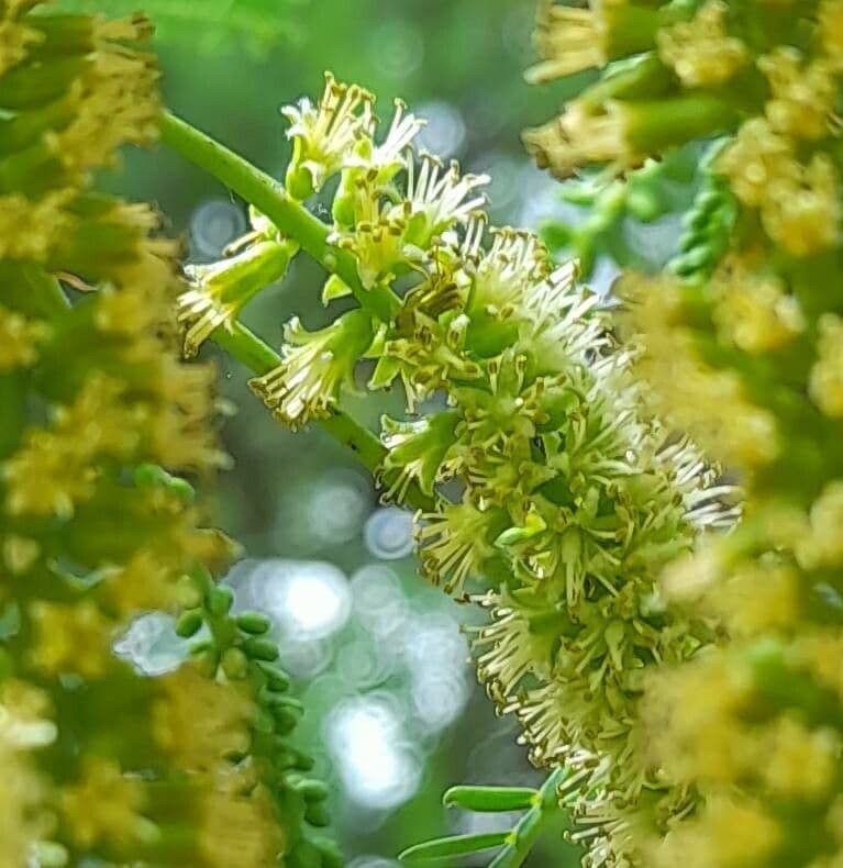 Prosopis 7