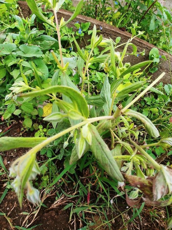Trichodesma 8