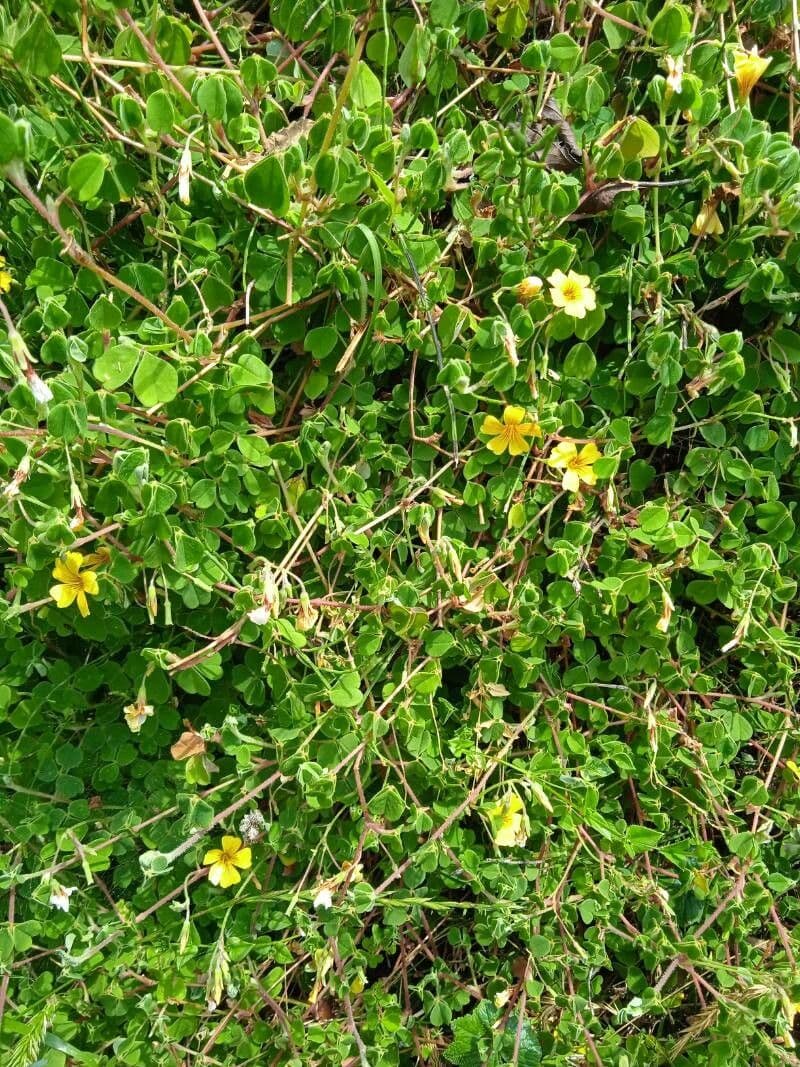 Acetosa 3