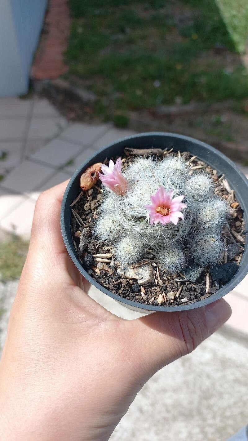 Cactus 2