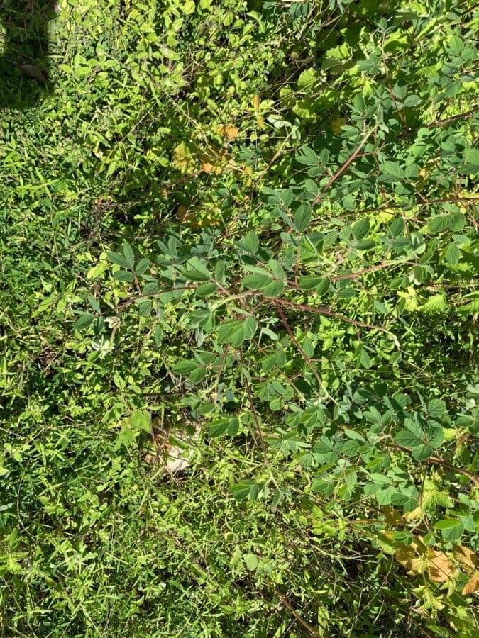 Acetosa di Barrelier 10