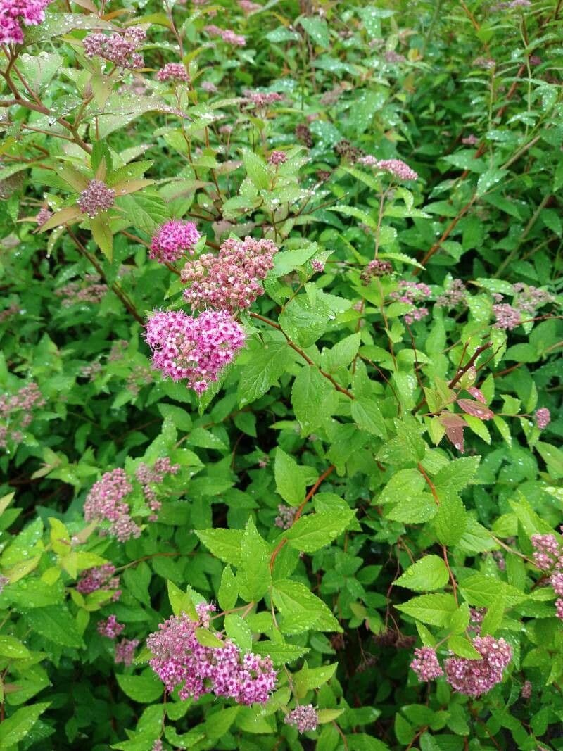 Brestovec kalinolistý 10