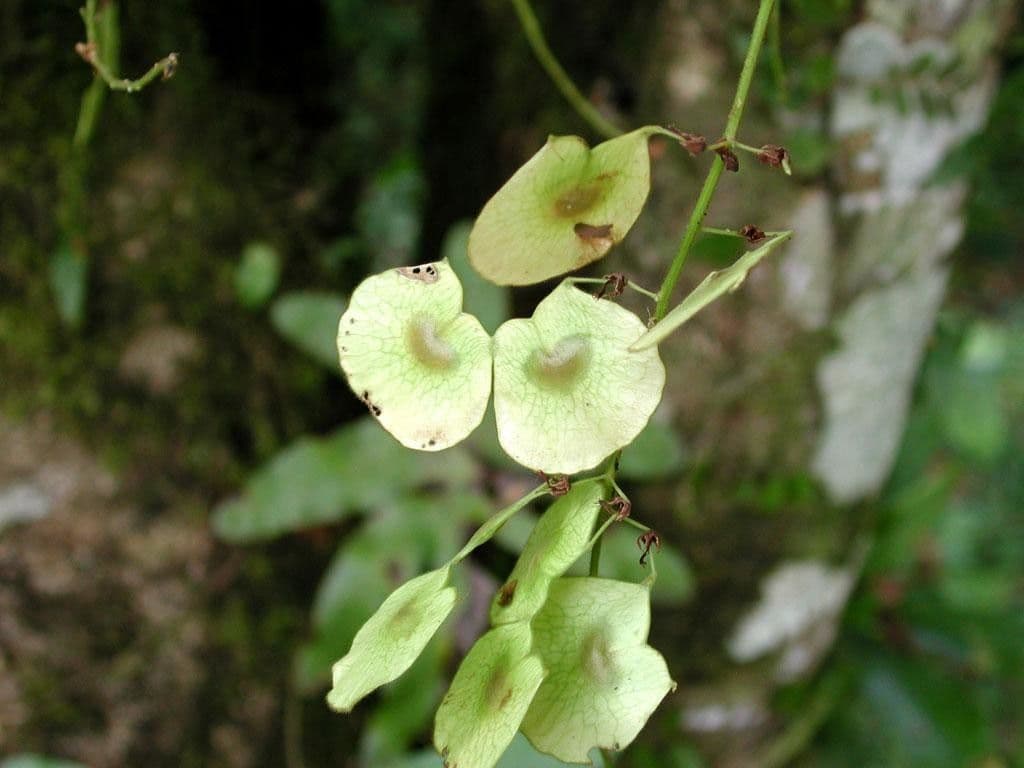 Desmodium 6