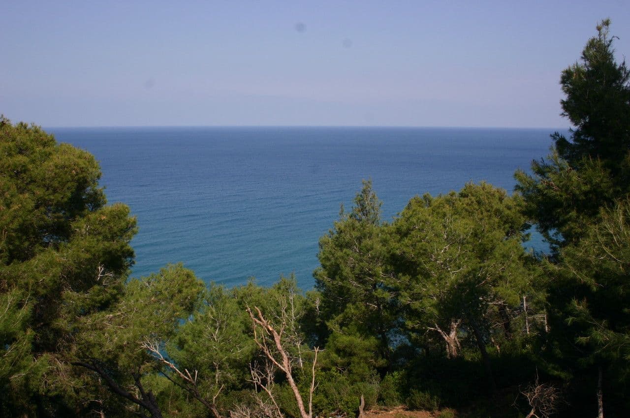 Pino d'Aleppo 26