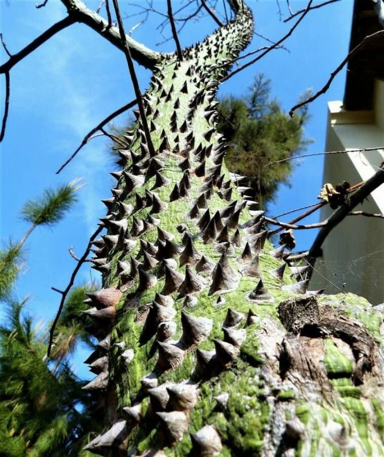 Ceiba 25