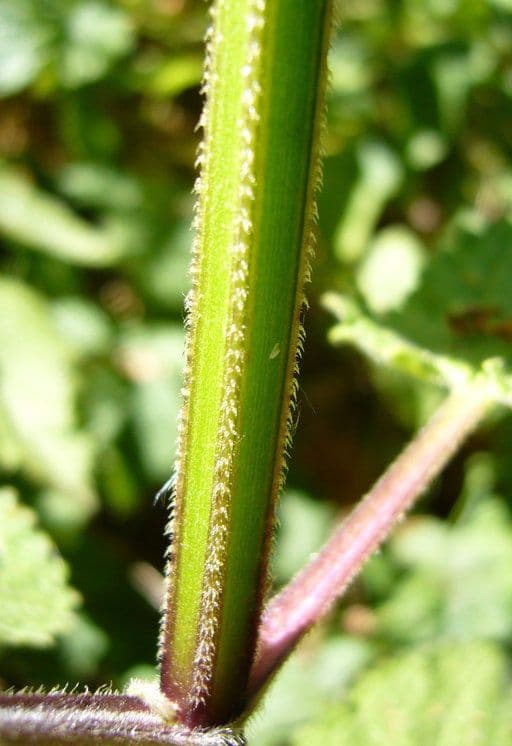 Stachys chamissonis 17