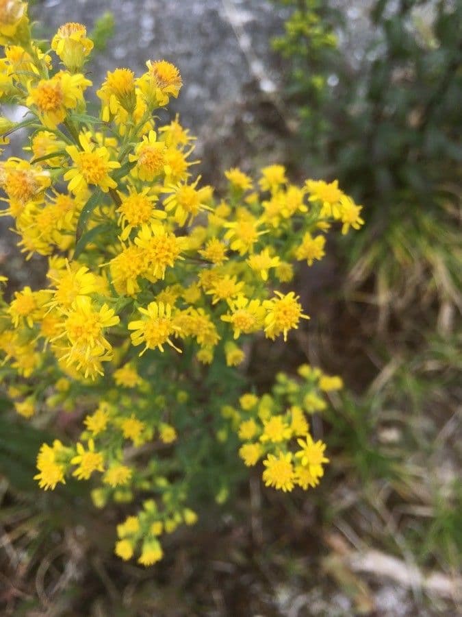 Verga d'oro alta 6