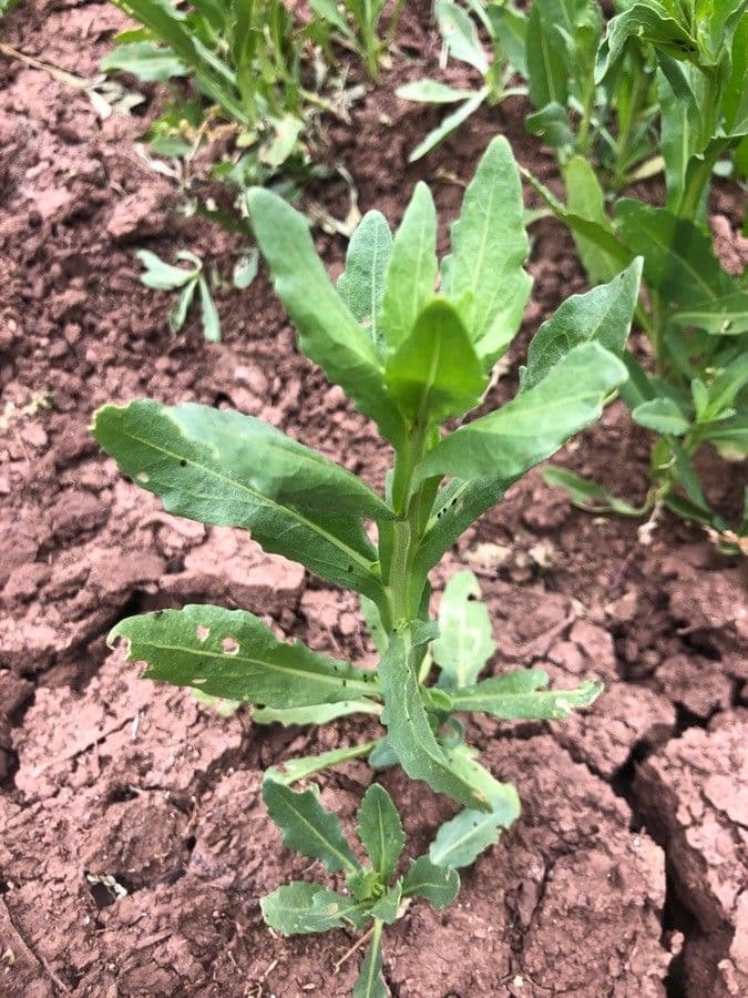 Helenium 6