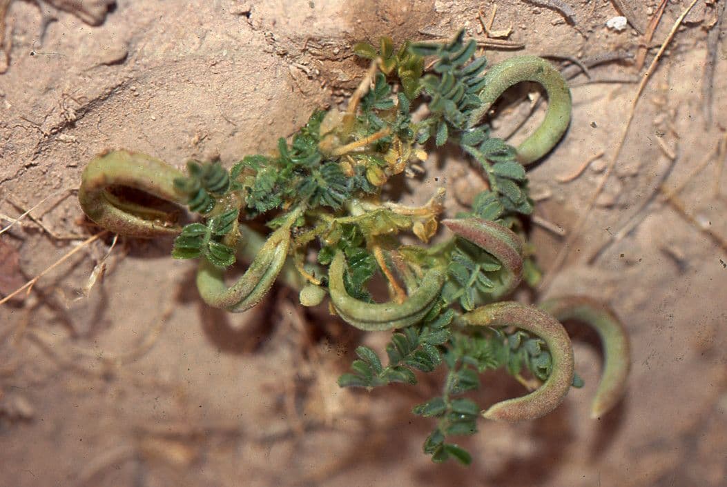 Astragalo 2