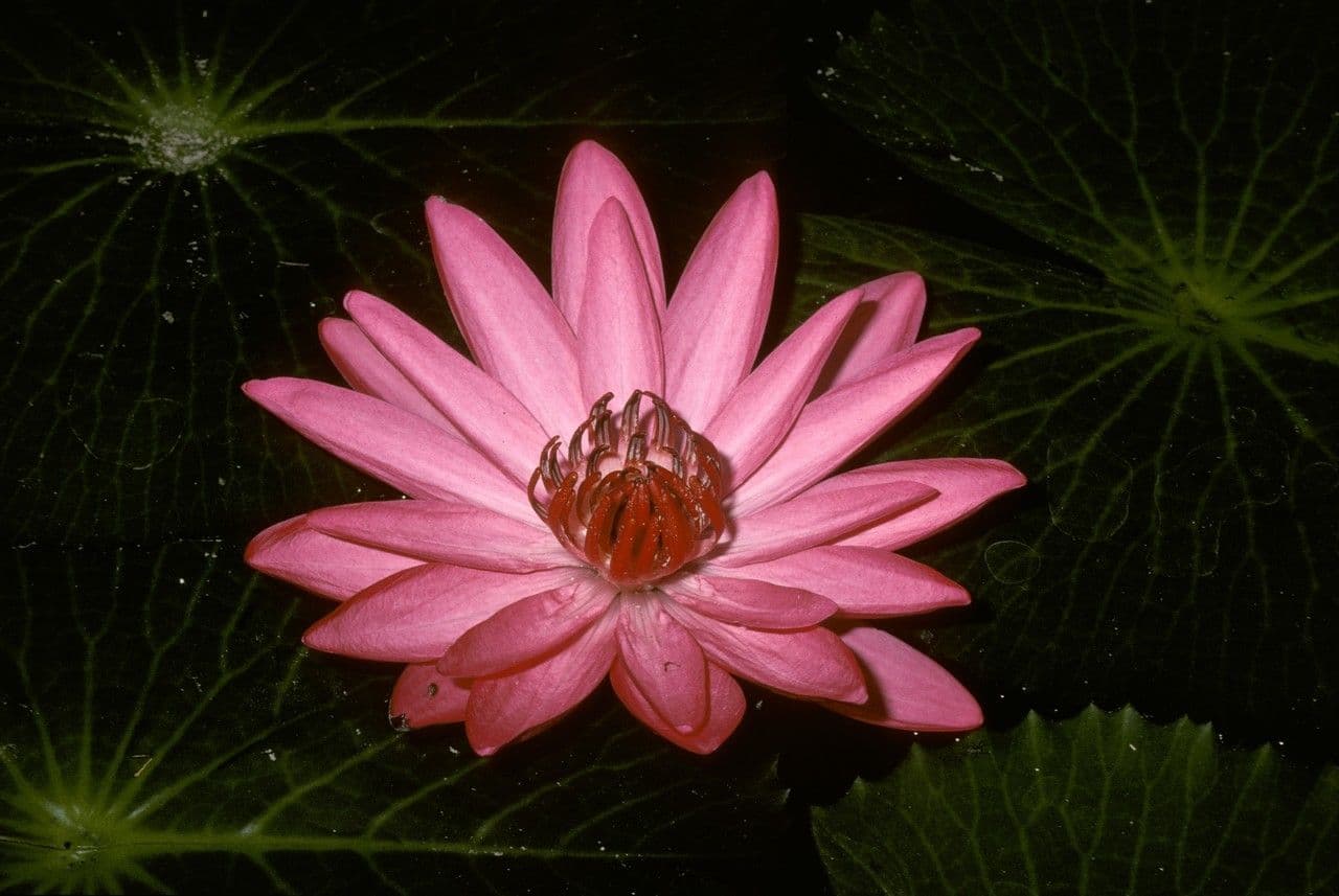 Ninfea pubescens