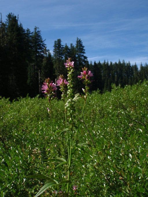 Sidalcea Cusicka 6