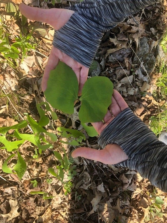 Jeffersonia diphylla 18