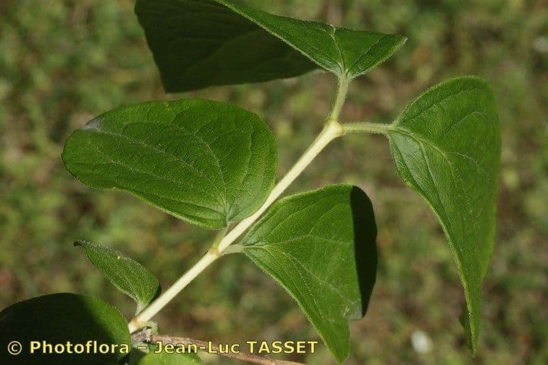 Pachysandra plstnatá 15