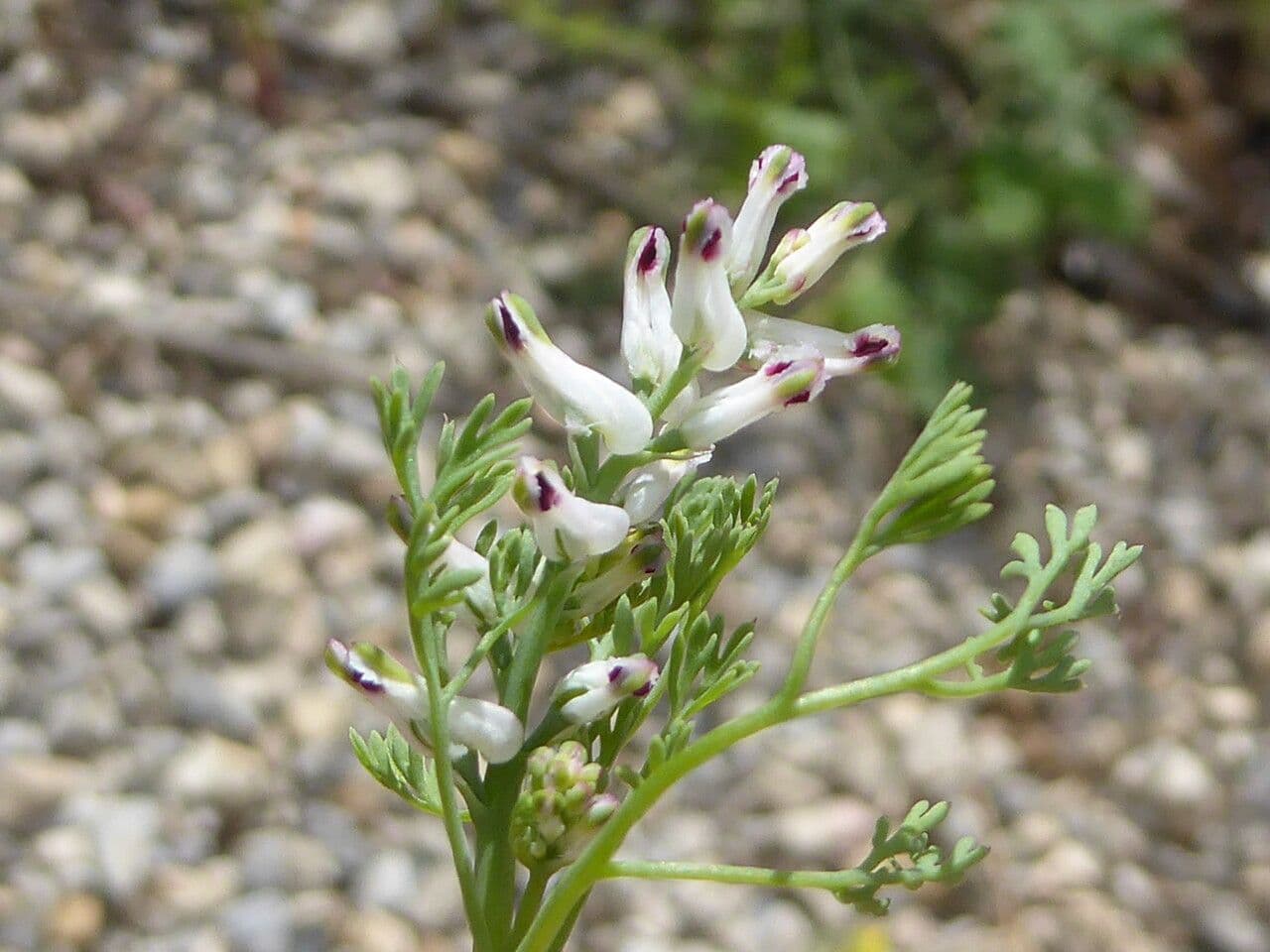 Kleinblütiges Erdrauch 9