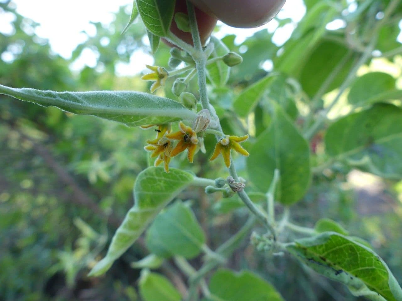 Leptadenia madagascariensis