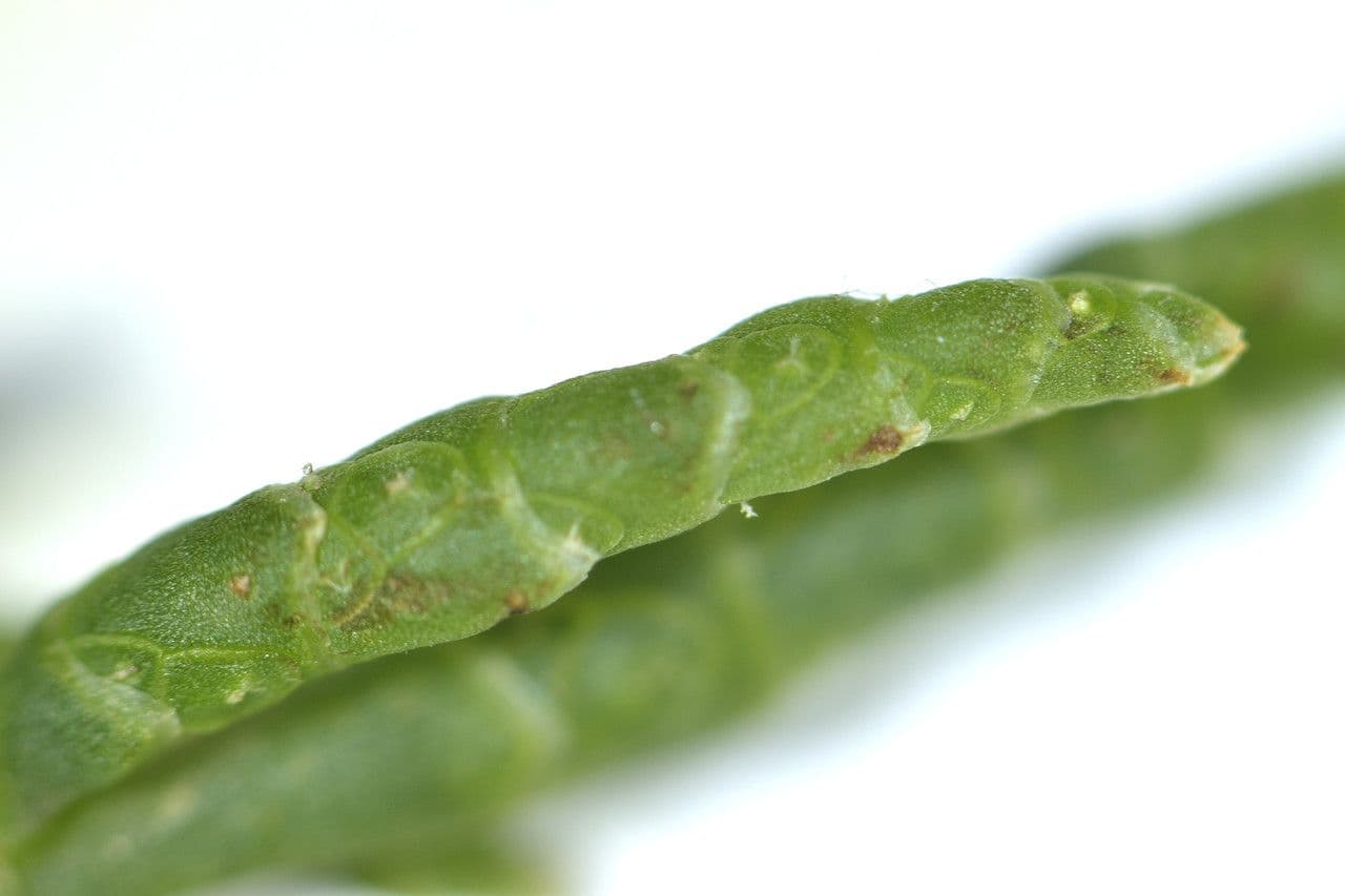 Salicornia glauca 8