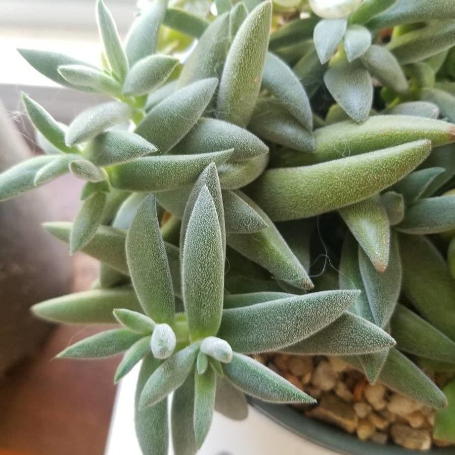 Crassula 6