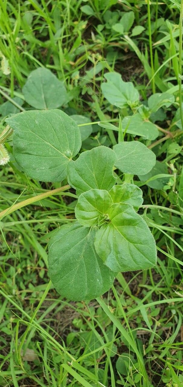 Boerhavia diffusa 21