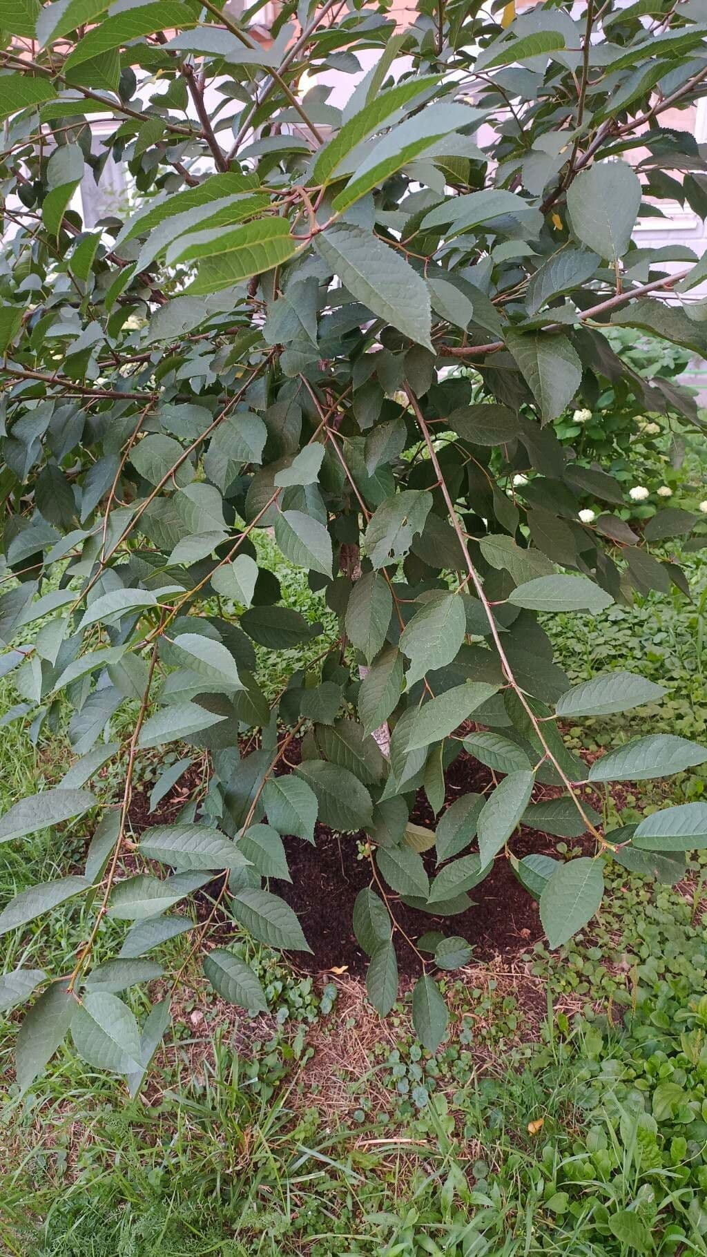 Ciliegio grigiastro 4