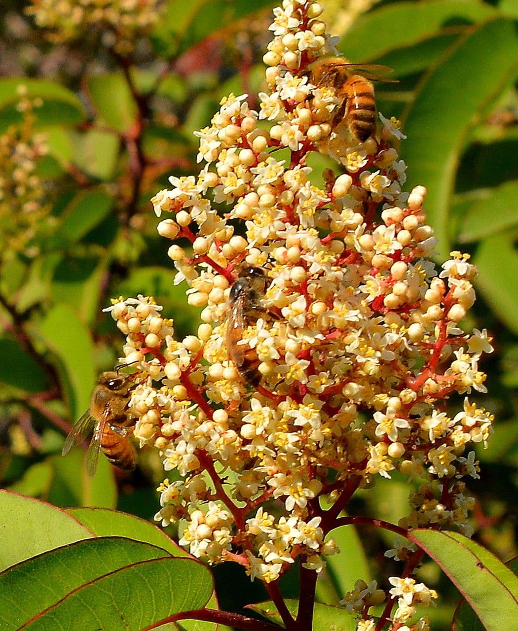 Malosma 10