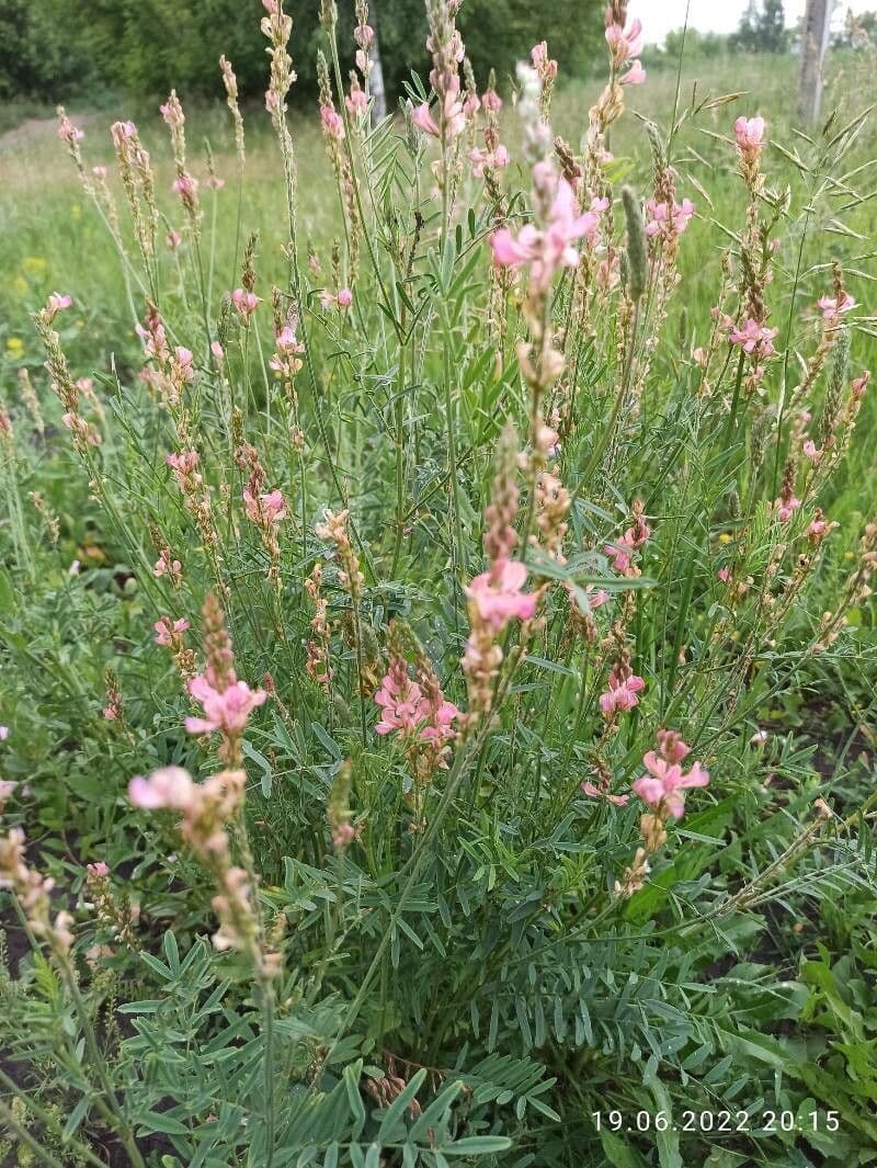 Sulla arenaria 15