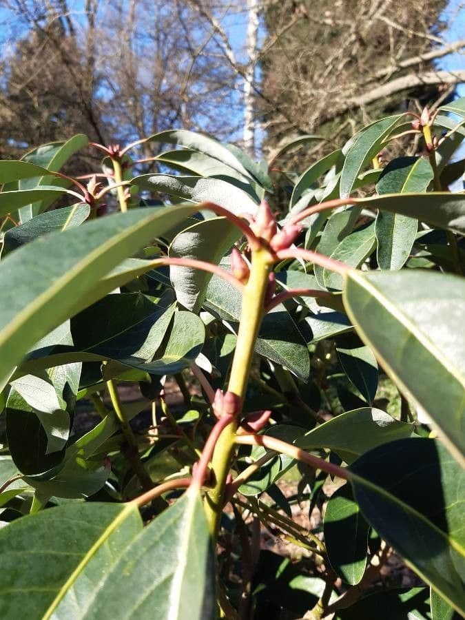 Daphniphyllum 20