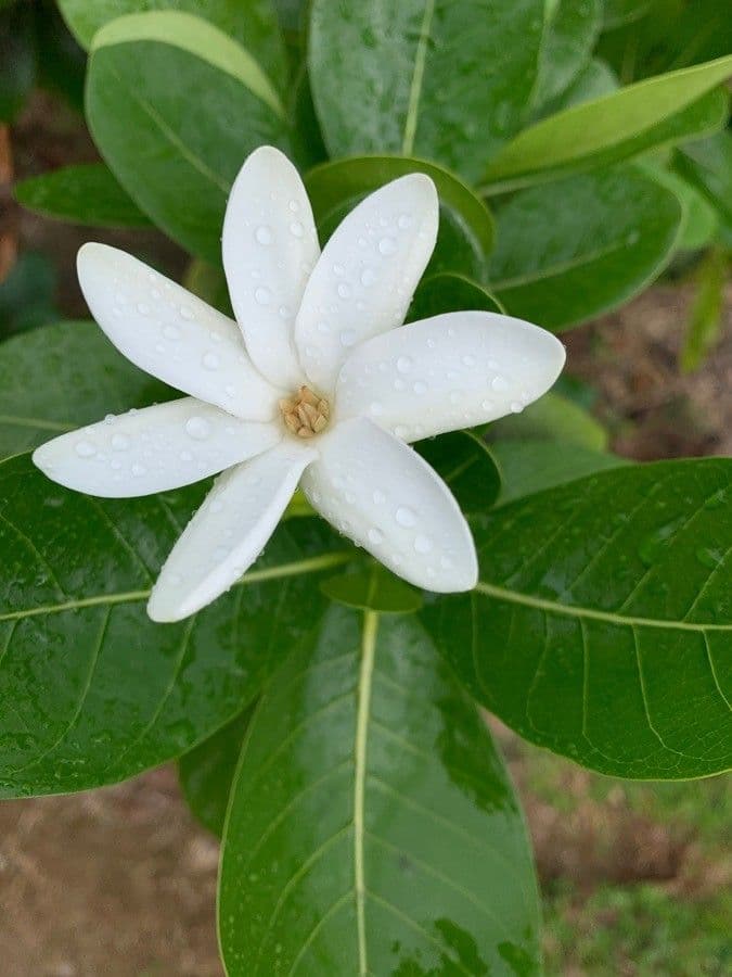 Gardenia tahitańska 6