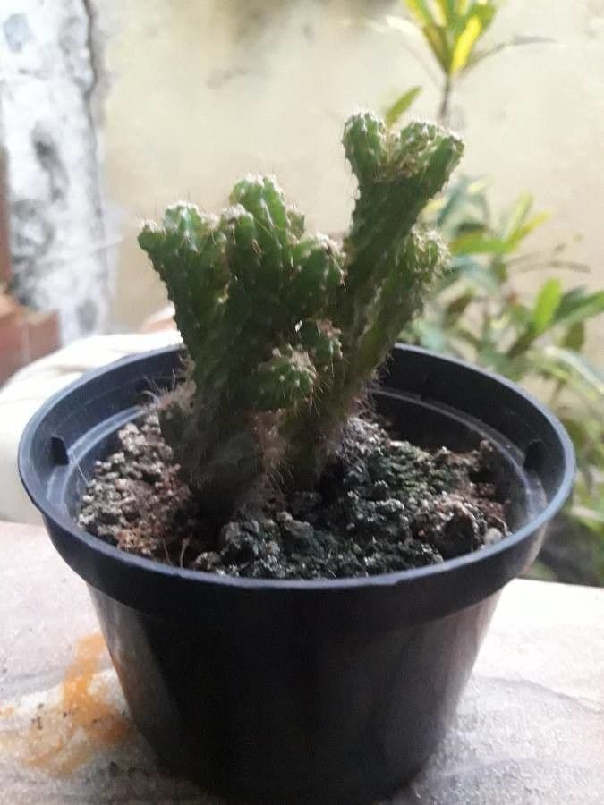 Cactus calice di rosa 20