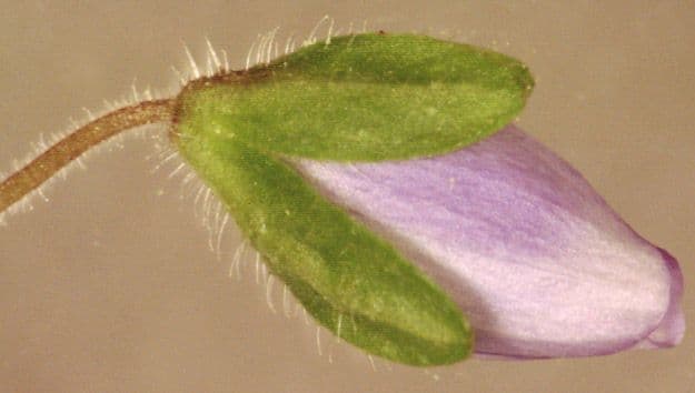 Veronica filiforme 4