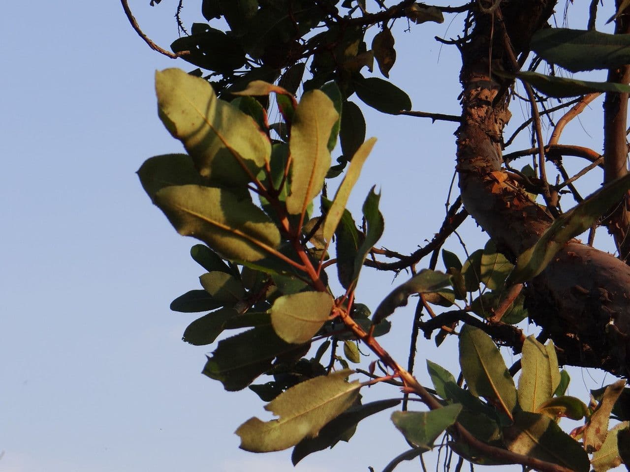 Arbutus xalapensis 4