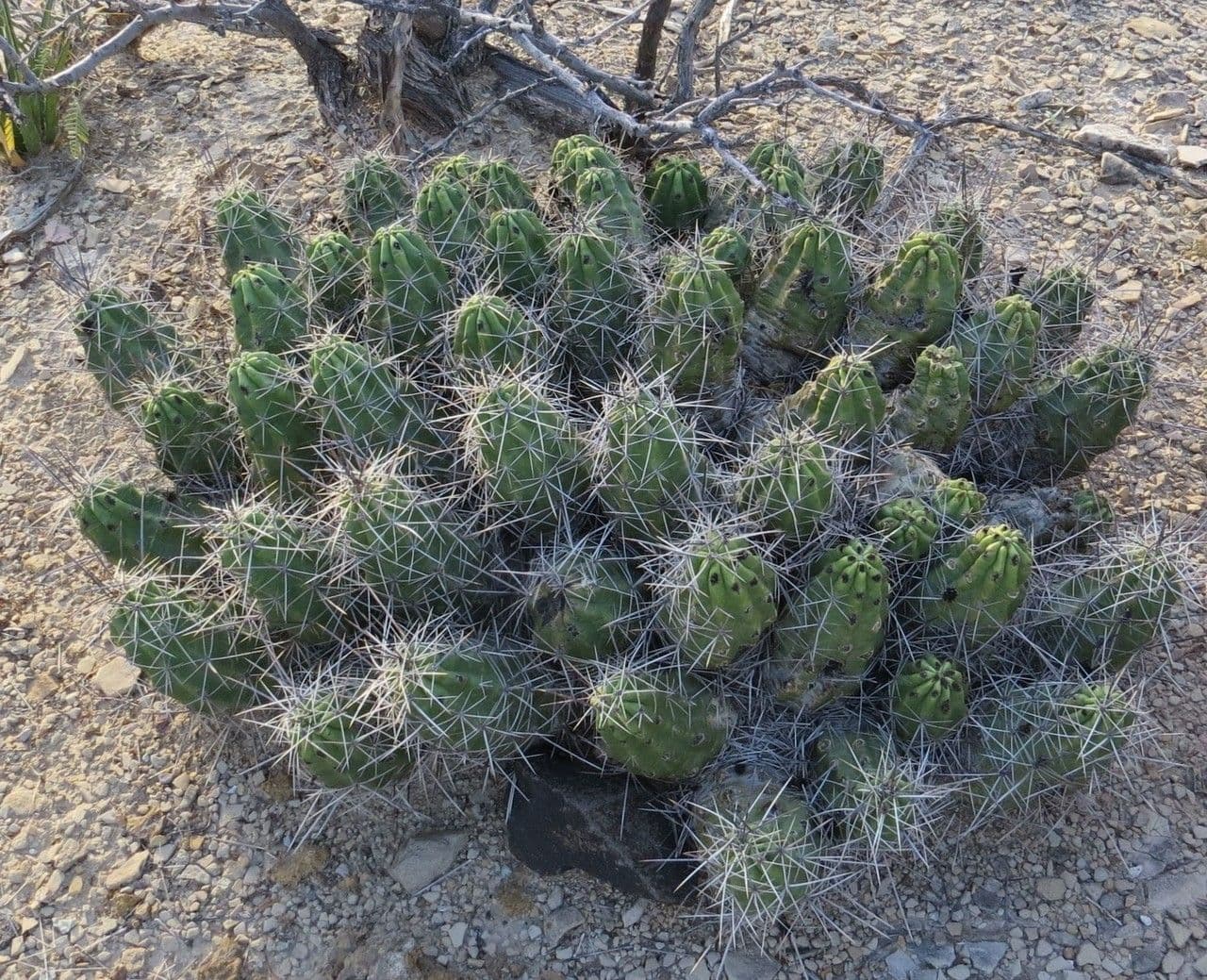 Cactus banana 8