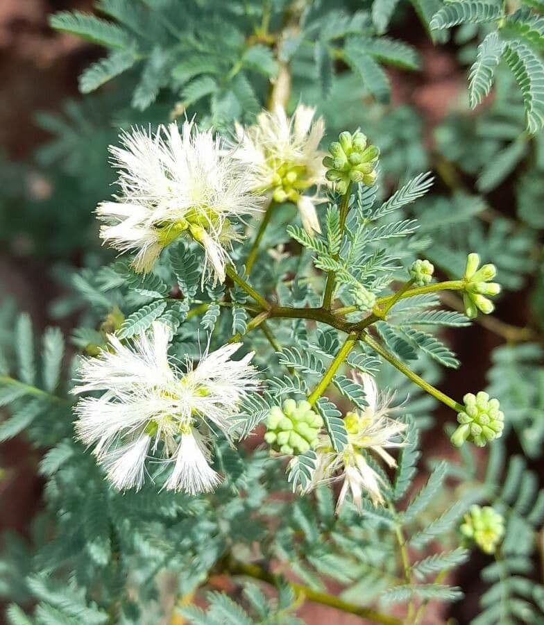 Mimosa
