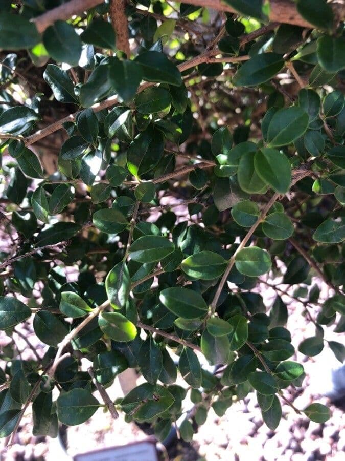 Privet 3