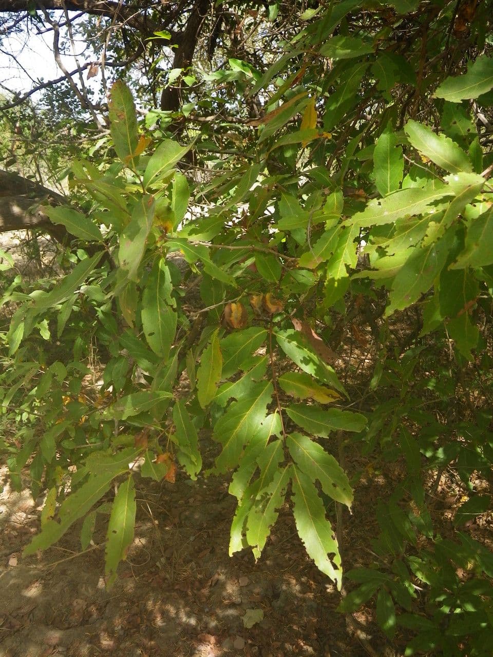 Combretum nigricans 3