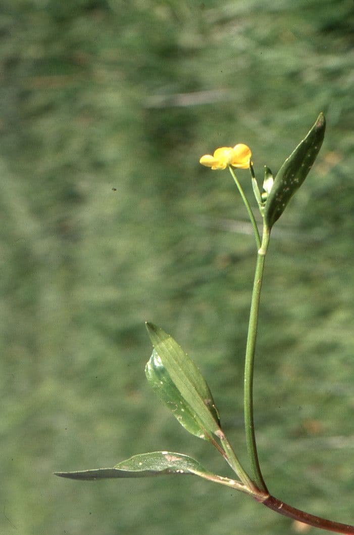 Jaskier wielki 14