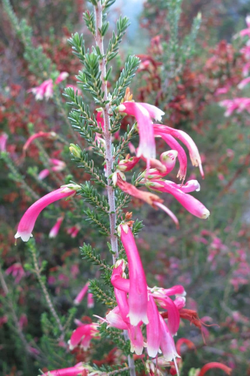 Erica discolor 5