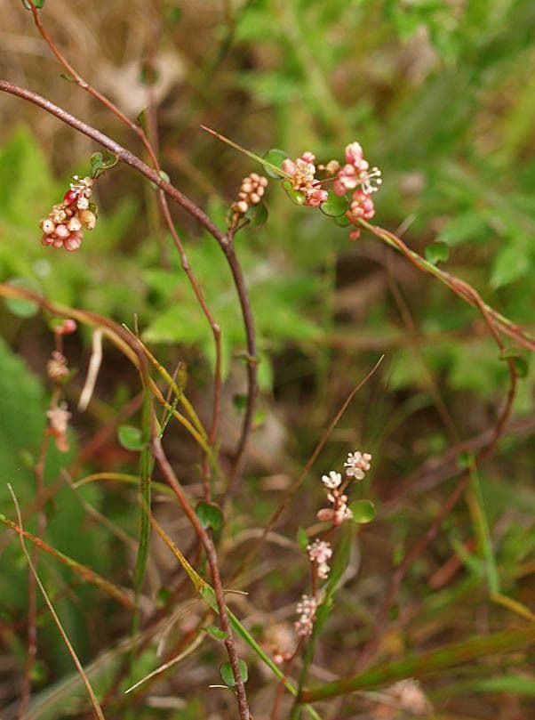 Muehlenbeckia complexa 3