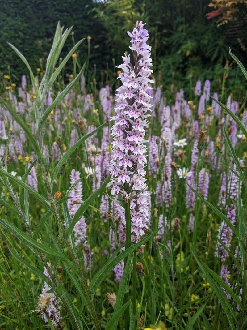 Orchidea di Fuchs 14
