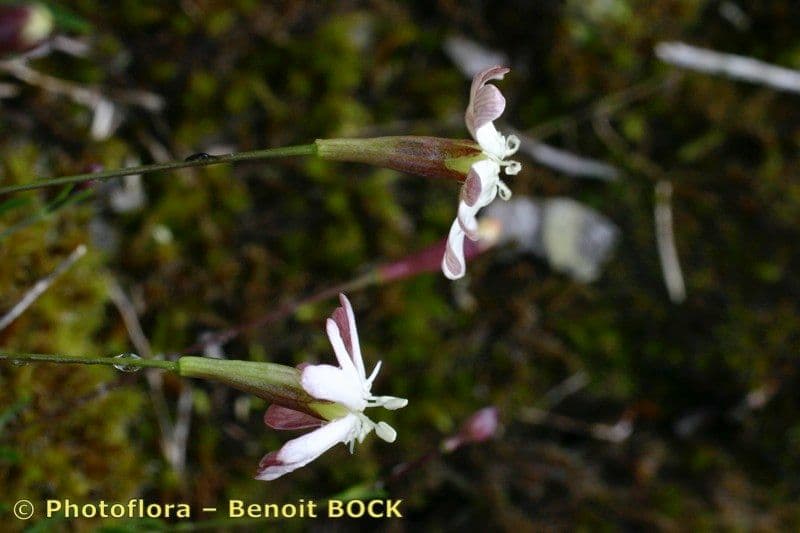 Silene saxifraga 22
