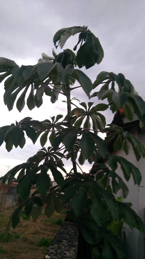 Cecropia pachystachya 7