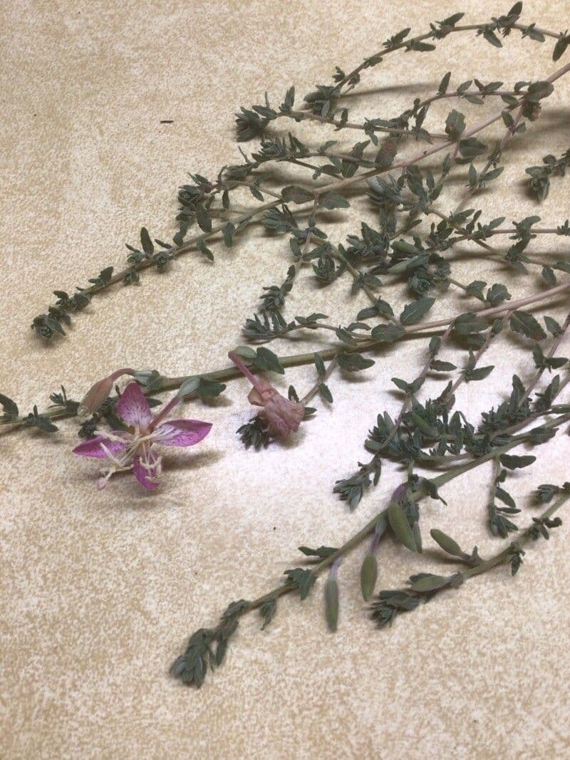 Silene 5