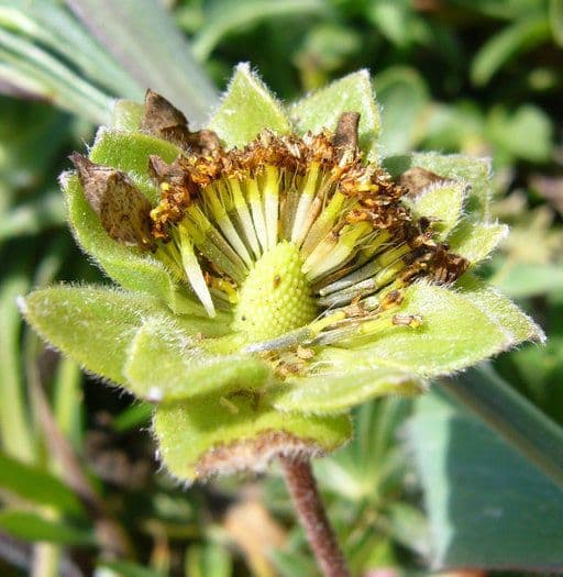 Lasthenia californica 2