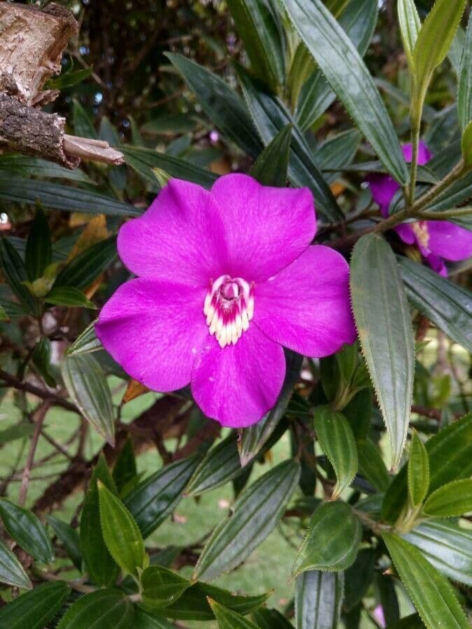 Meriania 2