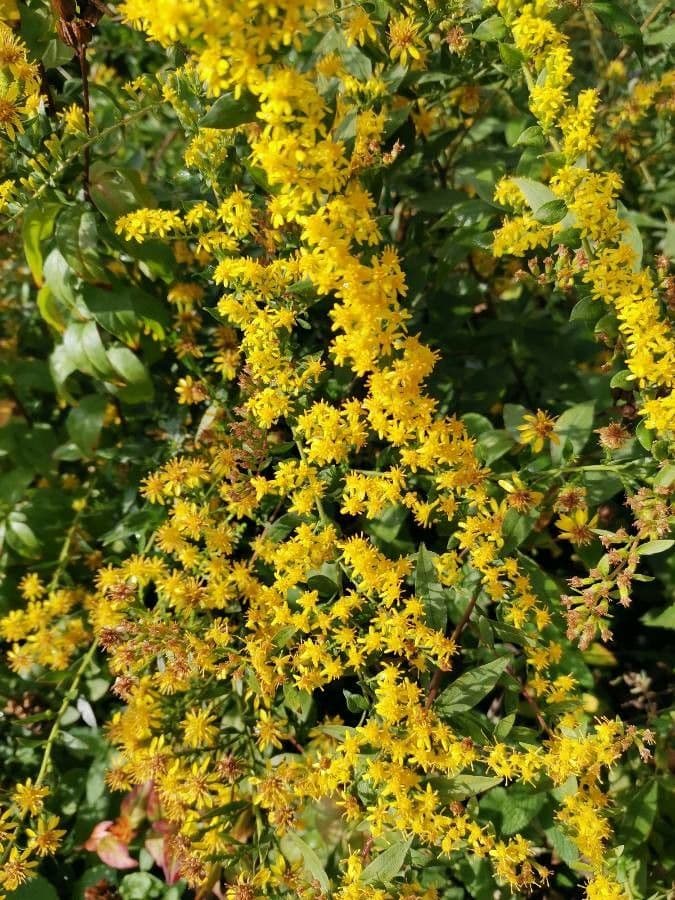 Solidago picciolata