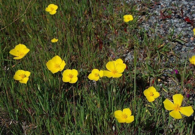 Eschscholzia 11