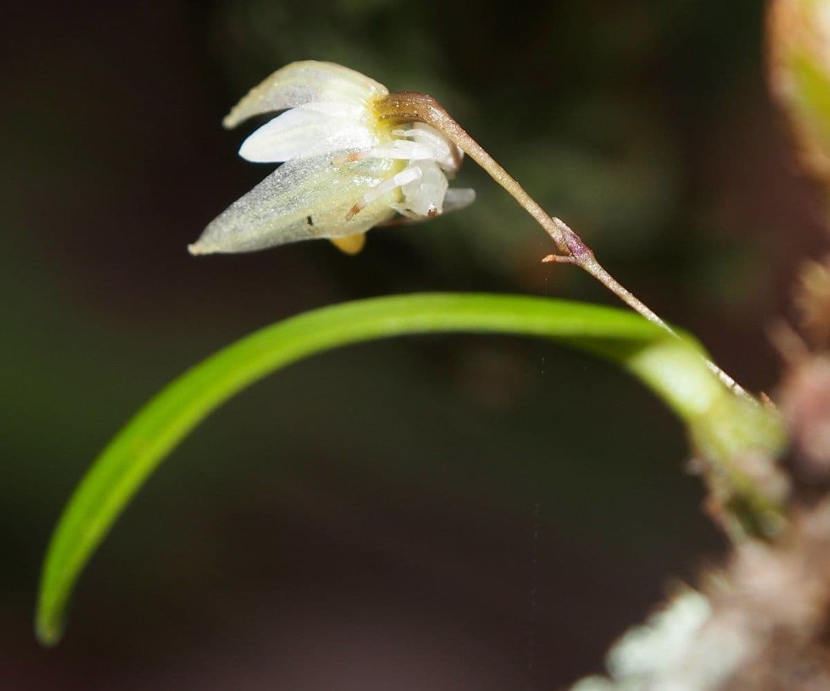 Bulbophyllum