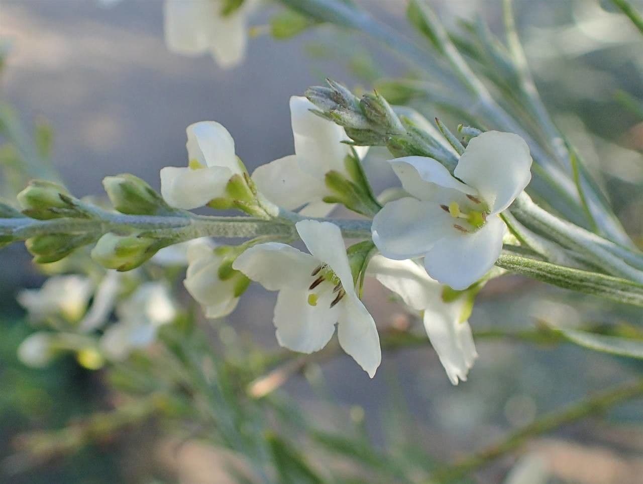 Gomphostigma virgatum 9