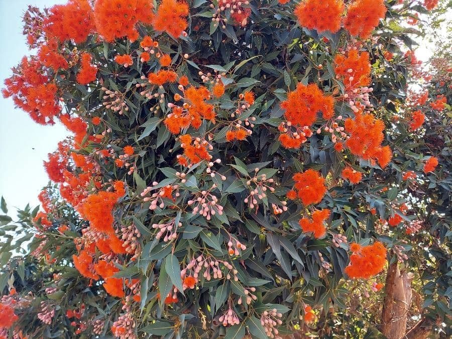 Gomma rossa 9